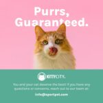 Kitty City Outdoor Catio Furniture and Play Kits for Cats, Outdoor Mega Kit - Amazon.com - Image 11