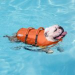 Outward Hound Granby Splash Orange Dog Life Jacket, Medium - Image 7