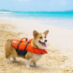 Outward Hound Granby Splash Orange Dog Life Jacket, Large - Image 10