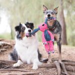 KONG Floppy Knots - Durable No‑Stuffing Squeaky Rope & Plush Dog Toy - for Teething, Playing (Hippo, Small/Medium) - Image 3