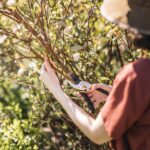Fiskars Bypass Pruning Shears, 5/8" Cut Capacity Gardening Scissors, Self-Cleaning Sap Groove Prevents Sticking, Non-Slip Grip for Cutting Stems & Branches, Sharp Steel Blades w/ Low-Friction Coating - Image 11