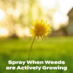 Scotts Liquid Turf Builder with Plus 2 Weed Control Ready-to-Spray - Liquid Weed Killer and Grass Fertilizer, Hose-End Applicator, 32 fl. oz. - Image 6