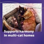 FELIWAY Optimum Cat Calming Diffuser Kit and 1 Pack Refill – Advanced Support to Help Reduce Urine Spraying, Scratching, Fighting and Hiding Due to Stress – All in One Cat Pheromone Plug in Diffuser - Image 5