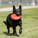 KONG Flyer - Durable Dog Toy for Outdoor Playtime - Natural Rubber Flying Disc, Dog Toy for Fetch - Safer Disc for Healthy Activity - for Medium/Large Dogs - Image 4