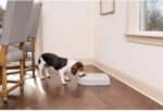 PetSafe Automatic Dog Feeder, 5 Meals, 40 oz Capacity, Plastic, for Dry Food, Multiple Pets - Image 6