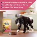 Nature's Recipe Grain Free Dry Dog Food, Salmon, Sweet Potato & Pumpkin Recipe, 34 lb. Bag - Image 5