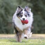 KONG Classic Stuffable Dog Toy - Fetch & Chew Toy for Dogs - Treat-Filling Capabilities & Erratic Bounce for Extended Play Time - Durable Natural Rubber Material - for Medium Dogs - Image 4