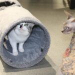 Cat Tunnel for Indoor Cats, 51×12 inch Foldable Big Cat Tunnel, Grey Suede Pet Tunnels with Two Peepholes and a Bubble Ball - Image 6
