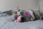 Catstages Petstages Dental Shrimpies Catnip Cat Chew Toy - 2 Pack - Image 7