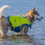 Kurgo Surf n' Turf Dog Life Jacket, Adjustable Dog PFD, Reflective Floatation Vest for Small to Large Pets (Yellow/Blue, X-Small) - Image 6