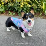 Spark Paws Dog Cooling Vest - SPF 50 UV Sun Protection - Summer Heat Relief Gear for Dogs, Lightweight, Evaporative Cooling - Dog Anxiety Relief Vest During Hot Days - Snowcone, Large - Image 9