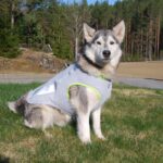 SGODA Dog Cooling Vest Harness Cooler Jacket Grey Green Large - Image 5