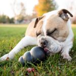 KONG Extreme Dog Toy - Fetch & Chew Toy - Treat-Filling Capabilities & Erratic Bounce for Extended Play Time Most Durable Natural Rubber Material - for Power Chewers - for Large Dogs - Image 3