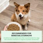 Open Farm, Ancient Grains Dry Dog Food, Protein-Rich & Nutrient Dense, 90% Animal Protein Mixed with Non-GMO Fruits, Veggies and Superfoods, Wild Caught Salmon Recipe, 22lb Bag - Image 5