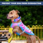 Spark Paws Dog Cooling Vest - SPF 50 UV Sun Protection - Summer Heat Relief Gear for Dogs, Lightweight, Evaporative Cooling - Dog Anxiety Relief Vest During Hot Days - Snowcone, 2XL - Image 7