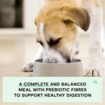 Open Farm, Grain-Free Dry Dog Food for Puppies, Protein-Packed Kibble, Sustainably & Ethically Sourced Ingredients, Non-GMO Veggies & Superfoods, Chicken & Salmon Puppy Recipe, 4lb Bag - Image 5