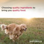 Diamond Naturals Large Breed Adult Dry Dog Food Lamb Meal and Rice Formula with Protein from Real Lamb, Probiotics and Essential Nutrients to Support Balanced and Overall Health in Adult Dogs 40lb - Image 5