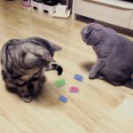 Andiker Cat Spring Toy, 12 Pc Colorful Cat Kicker Toys Interactive Cat Toys for Indoor Cats Swatting, Biting, Hunting to Kill Time and Keep Fit - Image 3