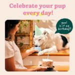 WOOF Party Pupsicle - Long-Lasting Interactive Dog Toys for Boredom - Low-Mess Design - Birthday Gifts for Dogs - Large Dog Toys - Buddy Blue - Image 4