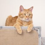 Kitty City Cozy Cat Play Furniture, Hideaway Cat Tunnel - Image 5
