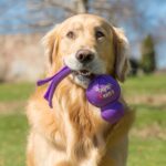 KONG Wubba - Dog Toy for Tug of War & Fetch - Dog Supplies for Puppy & Dog Playtime - Outdoor & Indoor Dog Toy - for XL Dogs - Randomly Provided Color - Image 3