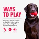 KONG Ring - Natural Rubber Ring Toy for Healthy Chewing Habits - Chew Toy Supports Dog Dental Health - Dog Toy Supports Instincts During Playtime - for Small/Medium Dogs - Image 6