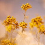 L'OCCITANE Immortelle Precious Cream 1.70 fl oz - Image 5