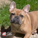 Fromm Small Breed Adult Gold Premium Dry Dog Food - Dry Adult Dog Food for Small Breeds - Chicken Recipe - 5 lb - Image 9
