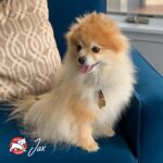 Fromm Small Breed Adult Gold Premium Dry Dog Food - Dry Adult Dog Food for Small Breeds - Chicken Recipe - 5 lb - Image 10