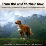 Open Farm RawMix Ancient Grains Dry Dog Food, Large Breed Kibble, 20lb Bag | Wild Caught Salmon, Humanely Raised Chicken & Turkey, Freeze Dried Raw Chunks, 100% Traceable Ingredients. - Image 5