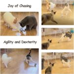 Migipaws Interactive Cat Ball Toy Set, Fun Tracker, Automatic Rolling Chase Ball with Fluffy Tail, A Small Mice, Rechargeable (White) - Image 6