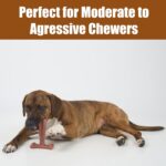 SPOT Bam-Bones Plus T Bone – Bamboo Fiber & Nylon Dog Chew Toy for Moderate to Aggressive Chewers, Durable Long Lasting & Non-Splintering, Beef Flavor Toy for Adult Dogs & Puppies Under 60 lbs, 6 in - Image 7