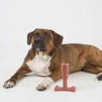 SPOT Bam-Bones Plus T Bone – Bamboo Fiber & Nylon Dog Chew Toy for Moderate to Aggressive Chewers, Durable Long Lasting & Non-Splintering, Beef Flavor Toy for Adult Dogs & Puppies Under 60 lbs, 6 in - Image 13