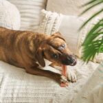 SPOT Bam-Bones Plus T Bone – Bamboo Fiber & Nylon Dog Chew Toy for Moderate to Aggressive Chewers, Durable Long Lasting & Non-Splintering, Beef Flavor Toy for Adult Dogs & Puppies Under 60 lbs, 6 in - Image 15