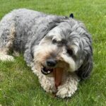 SPOT Bam-Bones Plus T Bone – Bamboo Fiber & Nylon Dog Chew Toy for Moderate to Aggressive Chewers, Durable Long Lasting & Non-Splintering, Beef Flavor Toy for Adult Dogs & Puppies Under 60 lbs, 6 in - Image 19