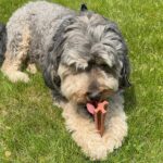 SPOT Bam-Bones Plus T Bone – Bamboo Fiber & Nylon Dog Chew Toy for Moderate to Aggressive Chewers, Durable Long Lasting & Non-Splintering, Beef Flavor Toy for Adult Dogs & Puppies Under 60 lbs, 6 in - Image 20