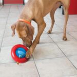 KONG Gyro, Interactive Treat-Dispensing Dog Toy, for Medium/Large Dogs | Interactive Treat-Dispensing Toy & Slow Feeder That Supports Healthy Eating & Engaging Mealtime Play - Image 5